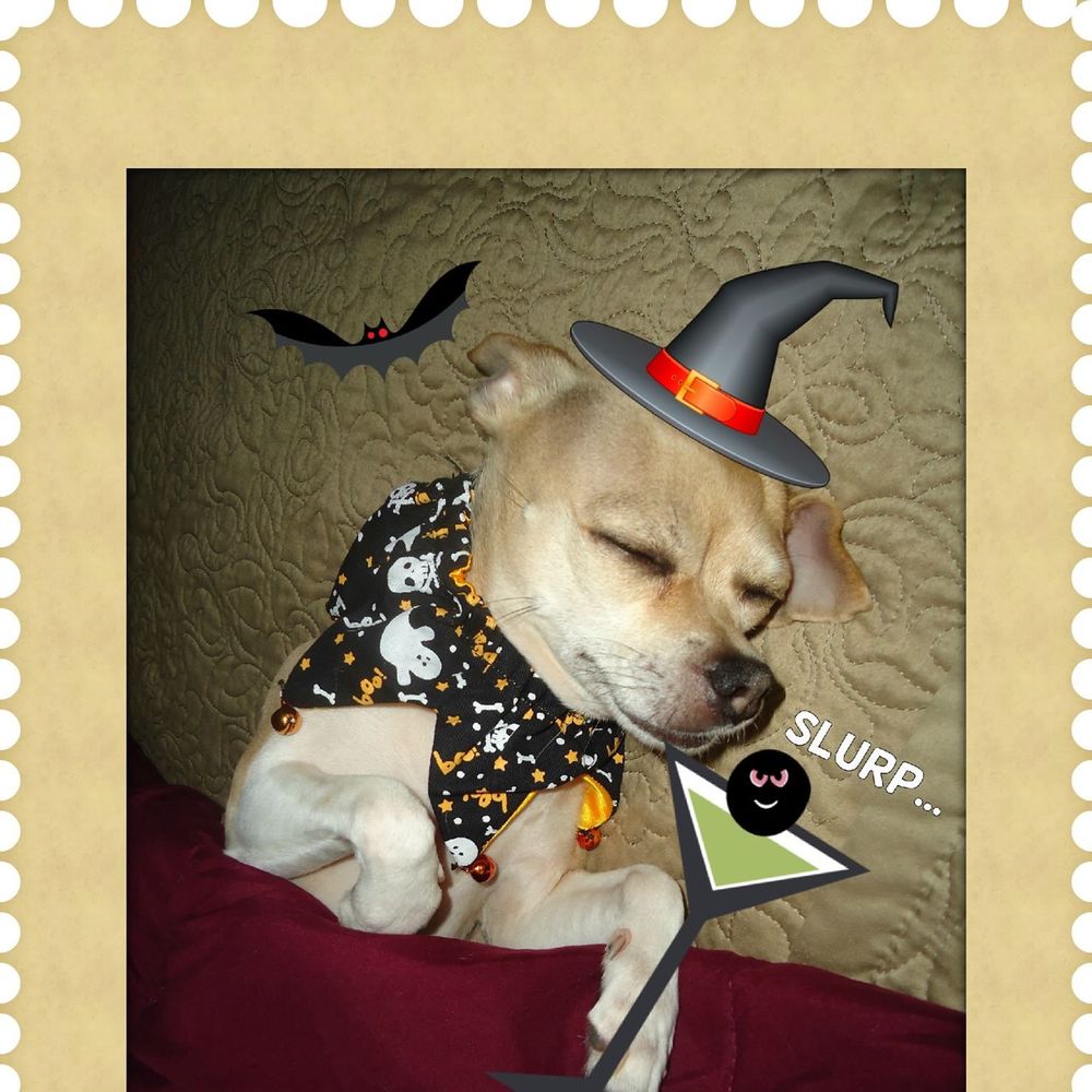 Meet your Posher, Jenny